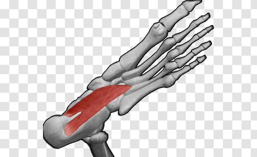 Flexor Hallucis Brevis Muscle Digitorum Longus Quadratus Plantae - Silhouette - Ecg Transparent PNG