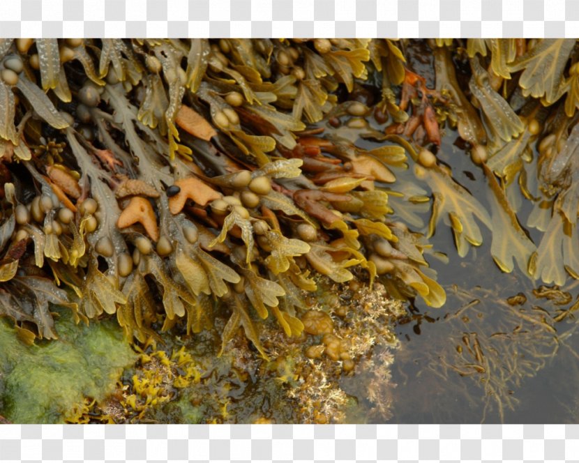 Bladder Wrack Seaweed Algae Ascophyllum Nodosum Fucoidan - Herb Transparent PNG
