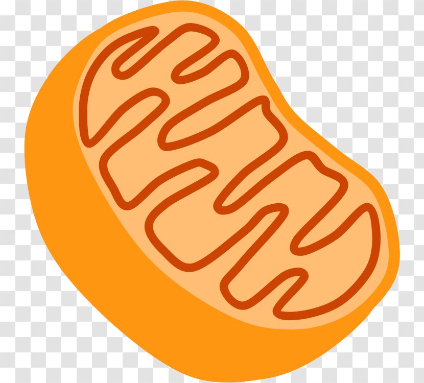 Mitochondrion Cell Organelle Clip Art - Eukaryote - Cartoon Transparent PNG