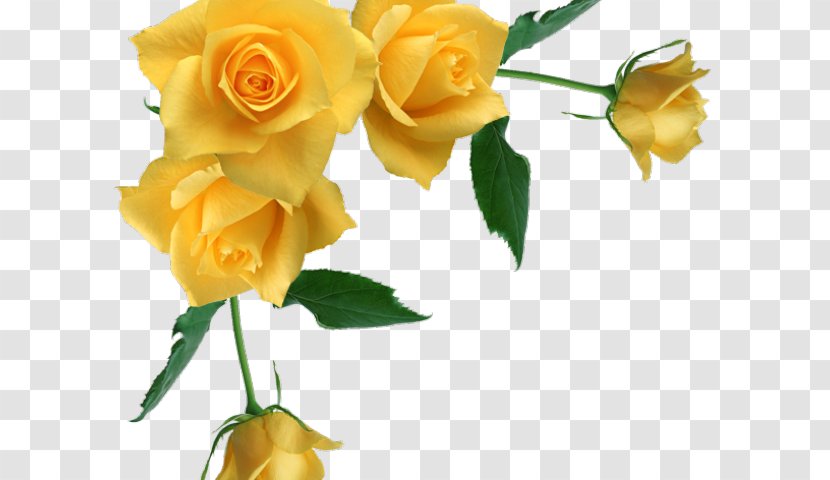 Garden Roses - Yellow - Rose Family Petal Transparent PNG