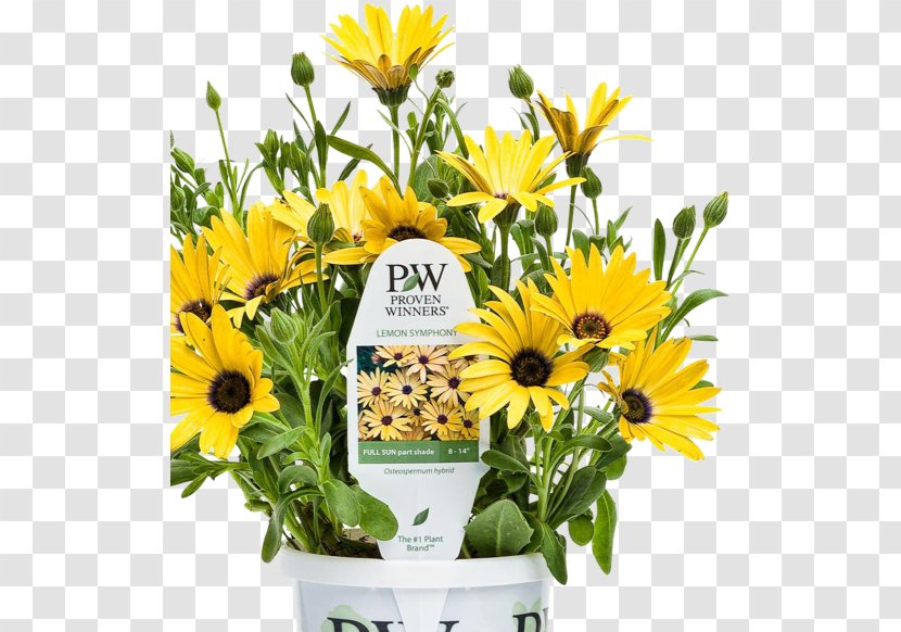 Common Sunflower Dog Cut Flowers Floral Design - Plant Transparent PNG