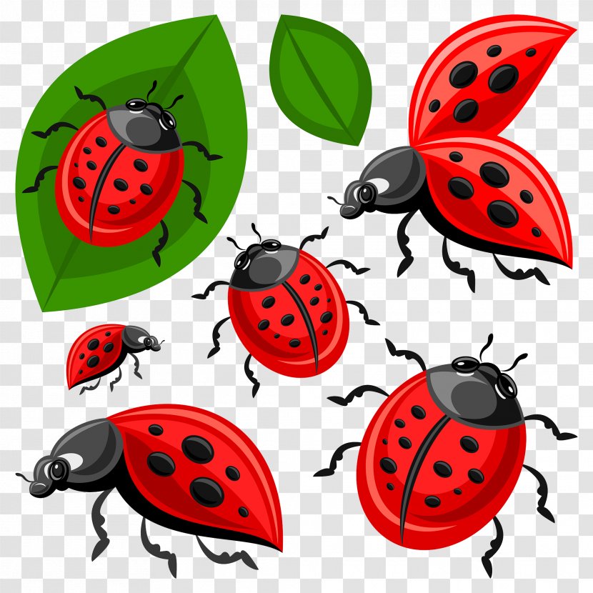 Ladybird Beetle Clip Art - Invertebrate - Ladybug Transparent PNG