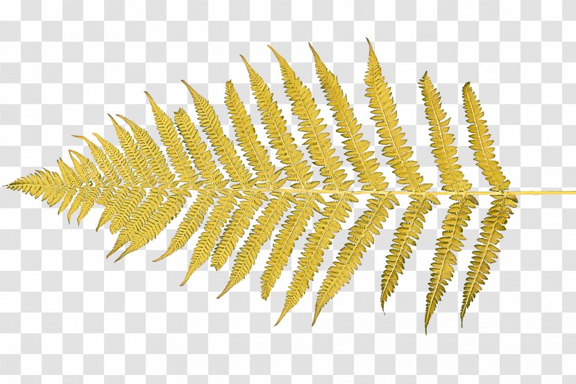 Fern - Vascular Plant Transparent PNG