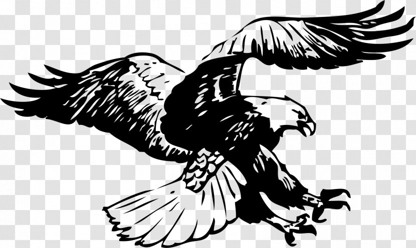 Bald Eagle Black-and-white Hawk-eagle Black And White Clip Art - Photography Transparent PNG