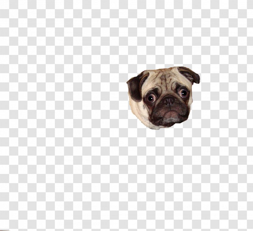 Pug Puppy Dog Breed Snout Canidae Transparent PNG