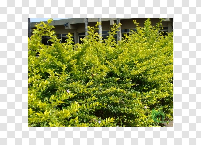 English Yew Mimosa Caesalpiniaefolia Hedge Fence Shrub - Evergreen - Tree Transparent PNG