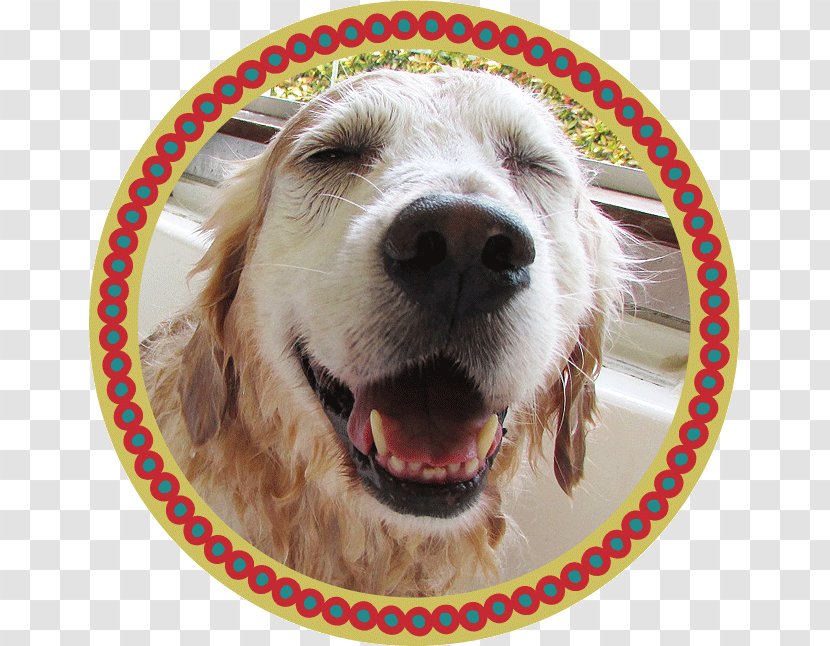 Golden Retriever Dog Breed トリミングスタジオ４-ＤＯＧＳ Spaniel Microbubbles Transparent PNG