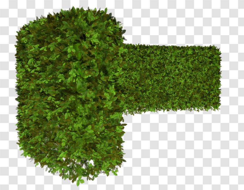 Hedge Vegetation Tree Green Shrub Transparent PNG