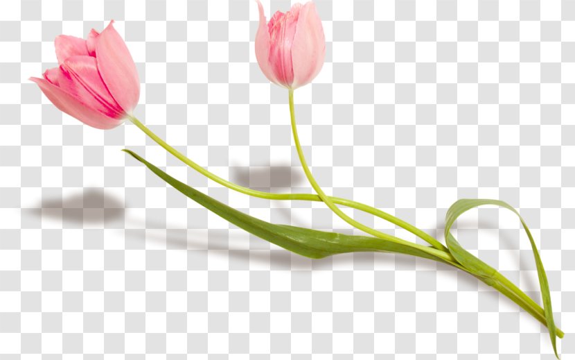 Flower Lady Tulip Petal Plant Stem - Lily Family Transparent PNG