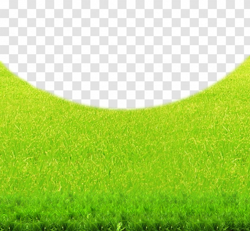 Lawn Green Grasses Grassland Wallpaper - Grass Family - Natural Environment Background Transparent PNG