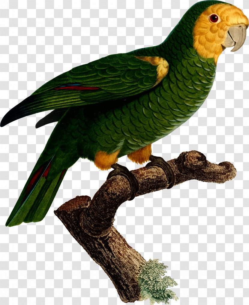 Superb Parrot Bird Macaw Parakeet - Beak Transparent PNG