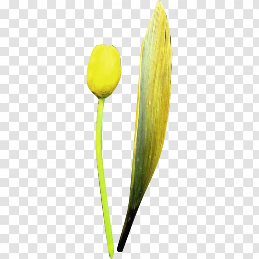 Tulip Petal Plant Stem Transparent PNG