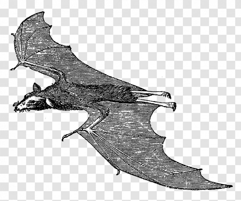 Vampire Bat Mammal Clip Art Transparent PNG