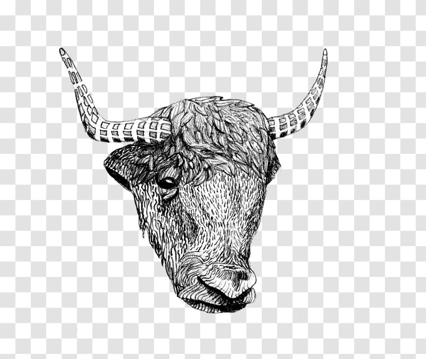 Texas Longhorn English Ox - Horn - Bull Transparent PNG
