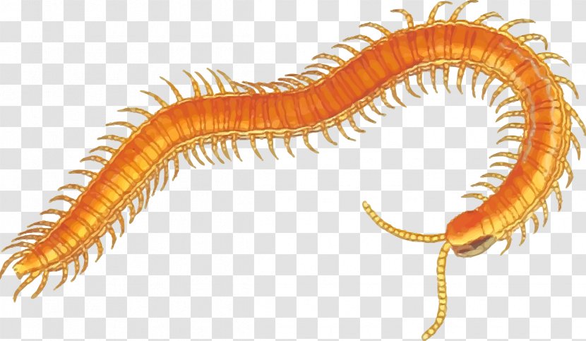 Centipedes Clip Art - Ringed Worm - Biology Clipart Transparent PNG