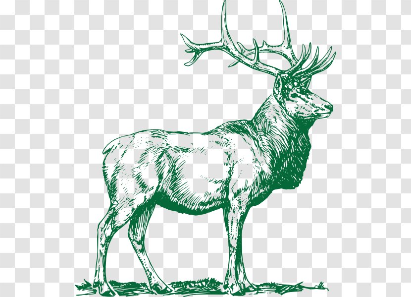 Reindeer Elk Moose Clip Art - Musk Deers - Deer Transparent PNG
