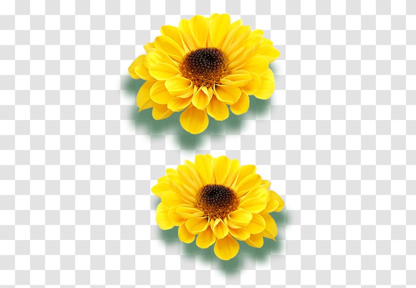 Transvaal Daisy Common Sunflower Raster Graphics - Yellow Transparent PNG