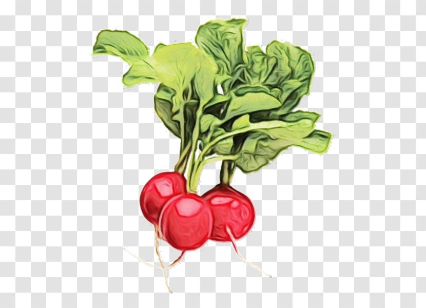 Radish Vegetable Beetroot Beet Food - Turnip - Flower Transparent PNG
