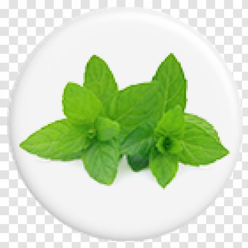 Peppermint Spearmint Essential Oil Herb Photography - Aromatherapy - Natural American Spirit Menthol Transparent PNG