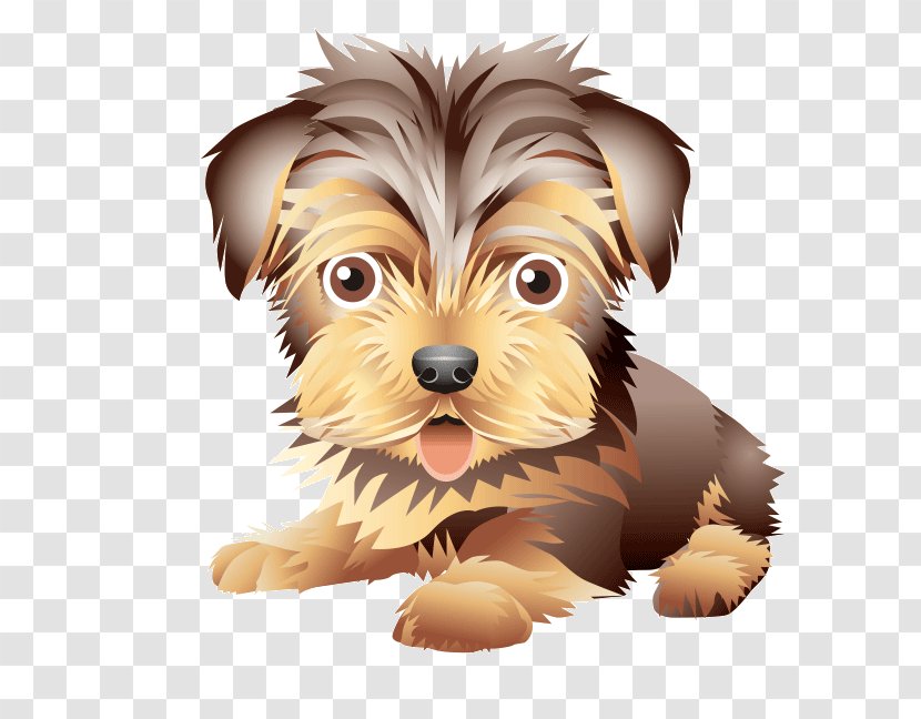 Yorkshire Terrier Morkie Australian Silky Puppy Norwich - Carnivoran Transparent PNG