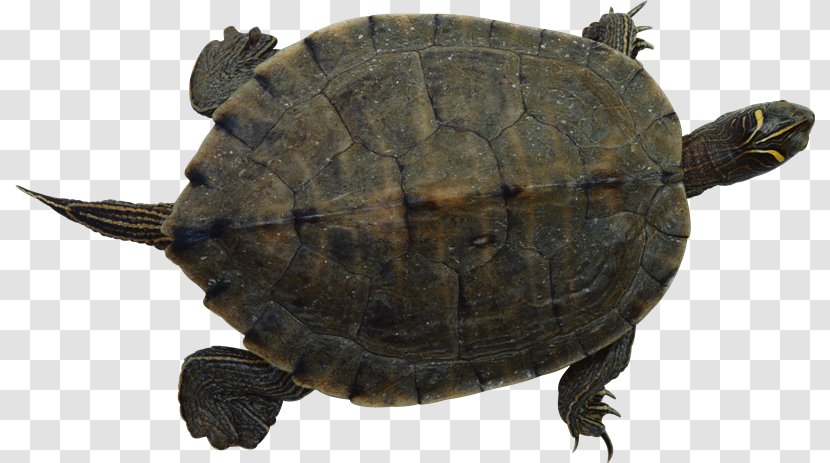 Common Snapping Turtle Sea Pet - Chelydridae - Tortuga Transparent PNG