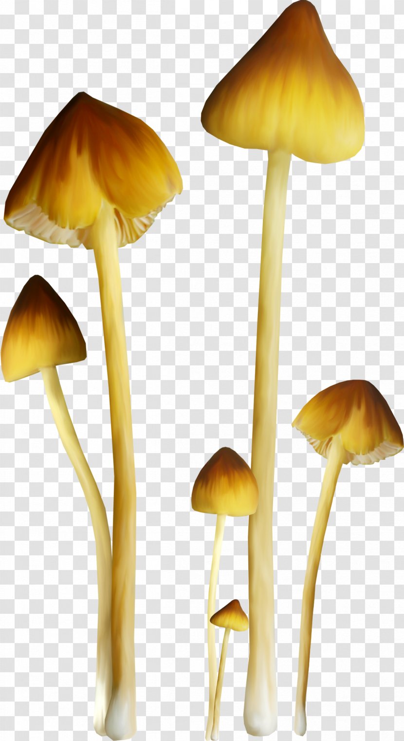 Fungus Mushroom Amanita Clip Art - Digital Image - Diy Mushrooms Transparent PNG
