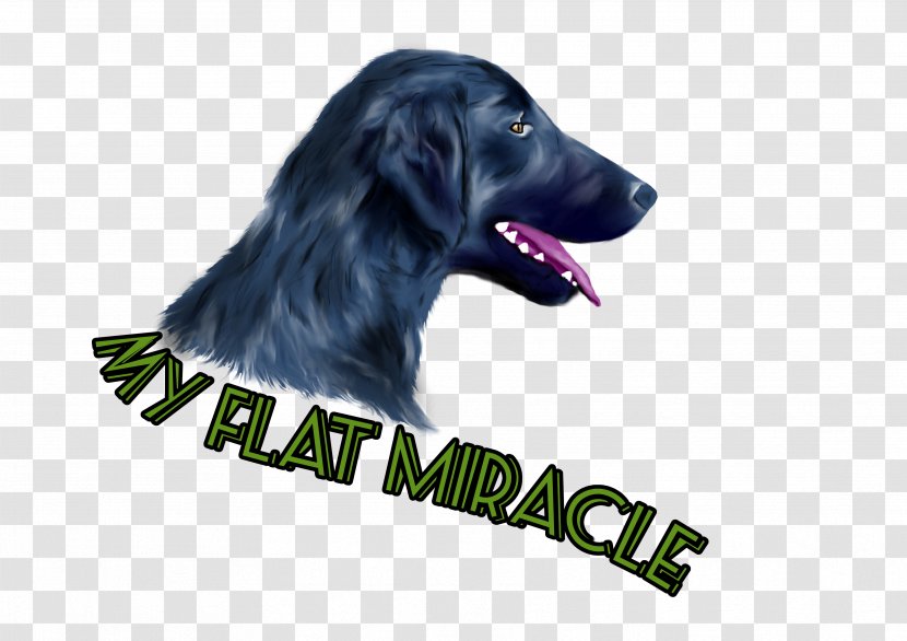 Flat-Coated Retriever Labrador Puppy Dog Breed - Crossbreed Transparent PNG