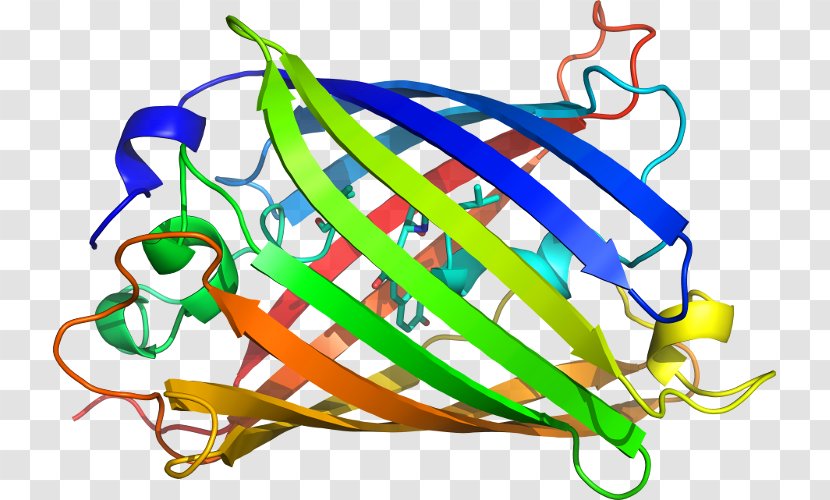 Aequorea Victoria Fluorescence Product Protein Clip Art - Lining Transparent PNG