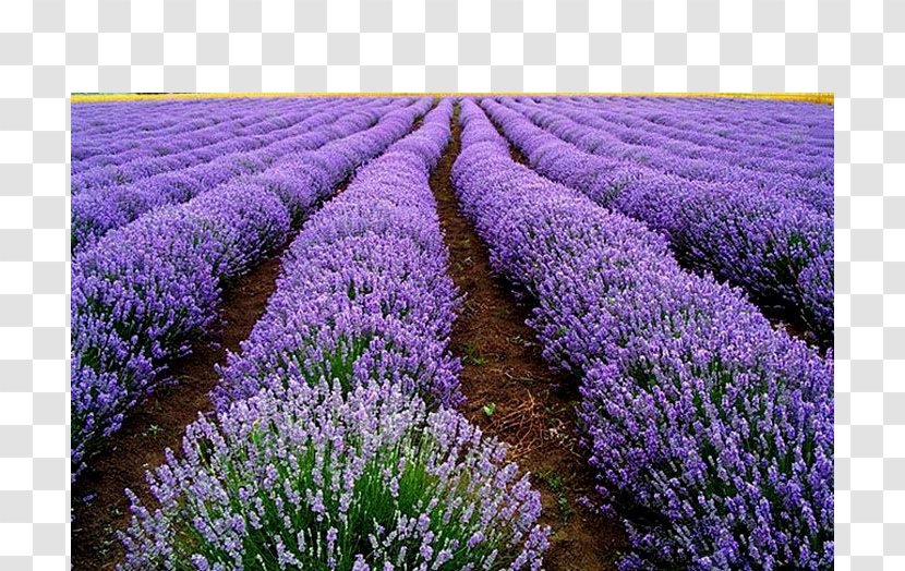 English Lavender Seed Flower Herb Plant - Sachet - Field Transparent PNG