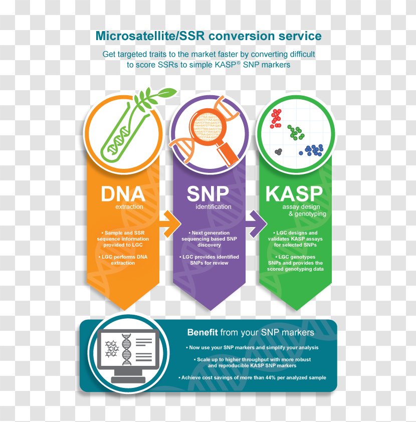 Single-nucleotide Polymorphism Microsatellite Genetic Marker Kompetitive Allele Specific PCR Genotyping - Singlenucleotide - Technology Transparent PNG