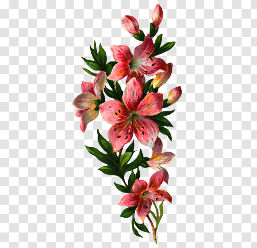 Flower Lily Plant Peruvian Lily Petal Transparent PNG