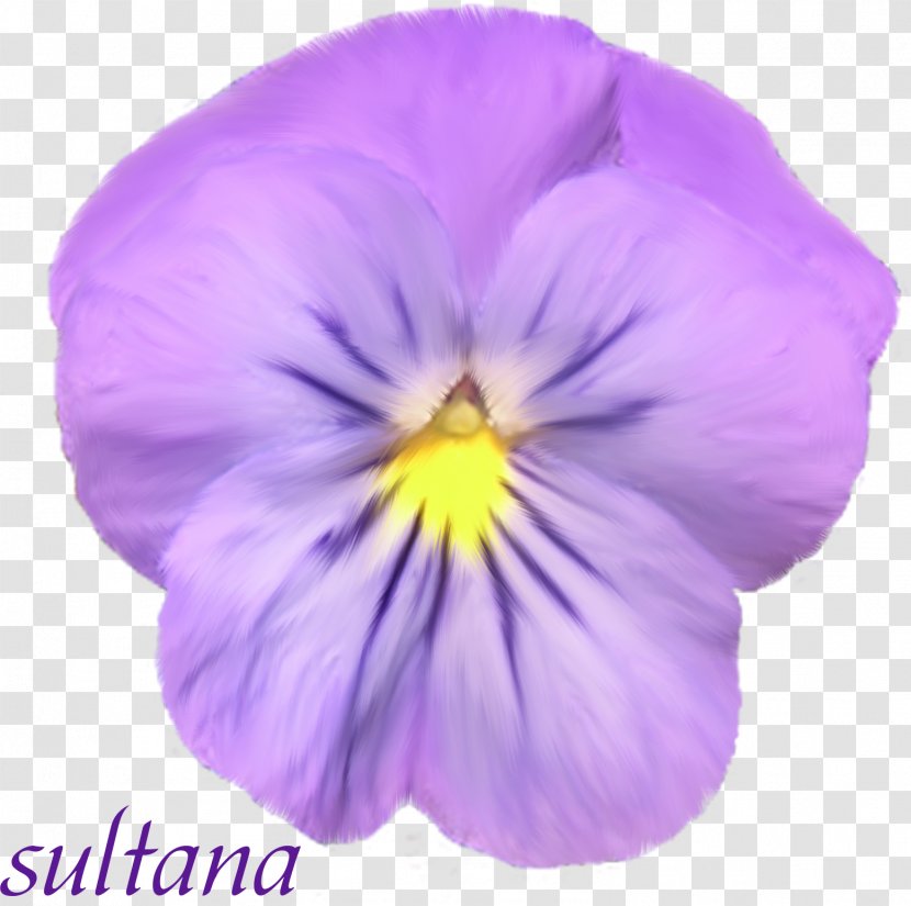 Pansy Violet Petal - Flowering Plant Transparent PNG