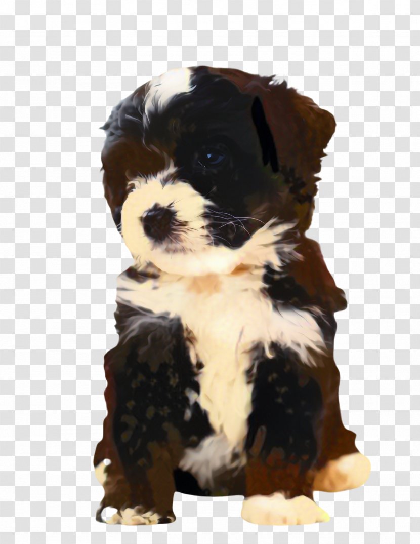 Cute Border - Shih Tzu - Toy Dog Collie Transparent PNG