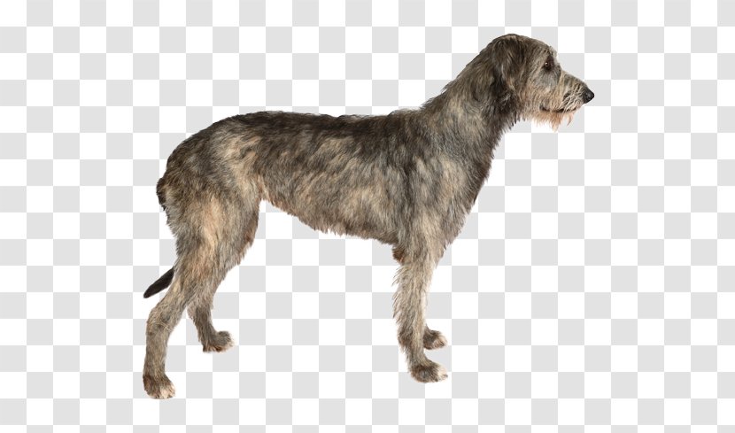 Irish Wolfhound Stock Photography Dog Breed Purebred - Hunting Transparent PNG