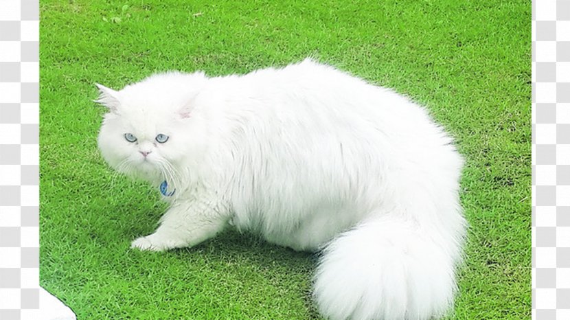 Persian Cat Asian Semi-longhair British Kitten Domestic Long-haired - Grass Transparent PNG