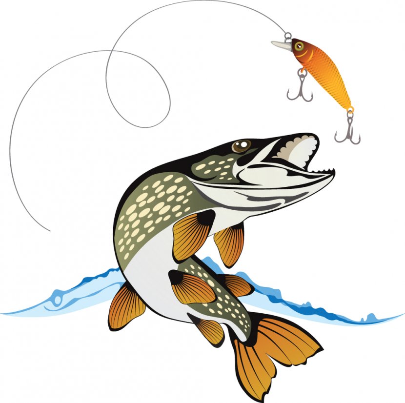 Northern Pike Clip Art Fishing Baits & Lures Vector Graphics - Cartoon - Nets Transparent PNG