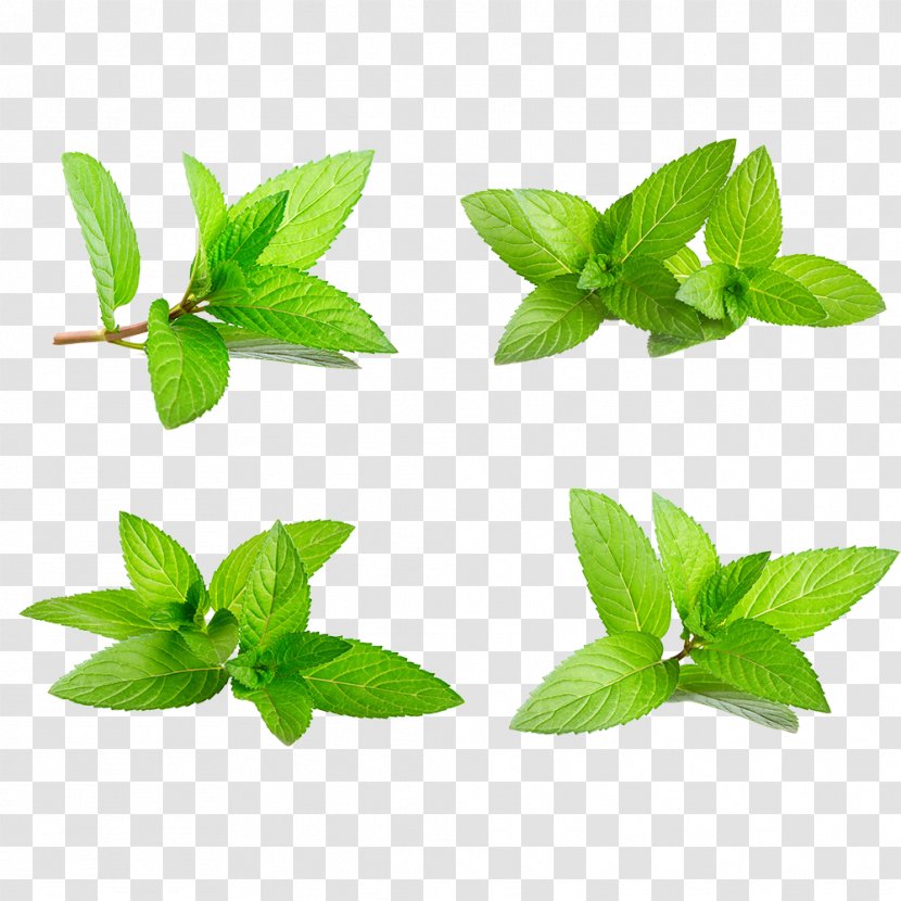 Water Mint Green Herbaceous Plant - Leaf - Leaves Transparent PNG