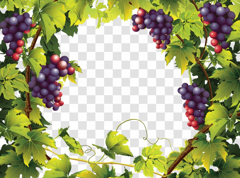 Common Grape Vine Landscaping With Fruit Landscape - Bilberry - Grapes Transparent PNG