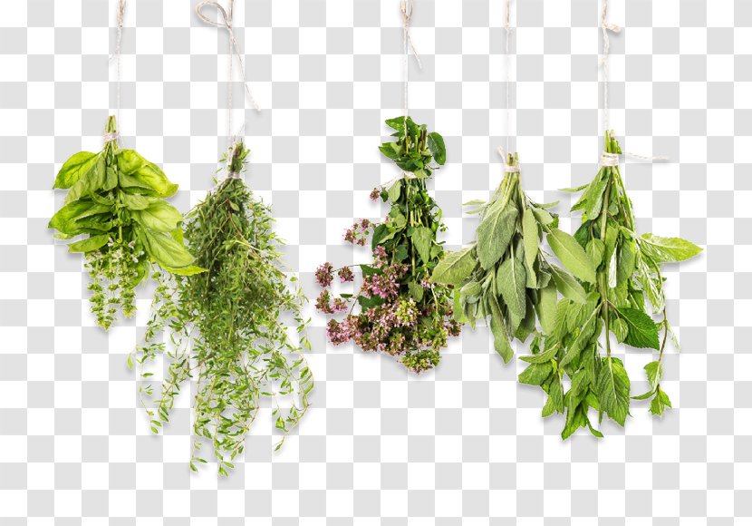 Herb Essential Oil Aromatherapy Thyme Stock Photography - Bouquet Transparent PNG
