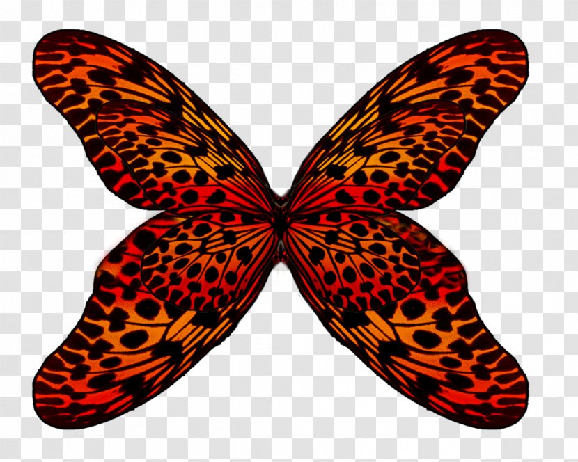 Butterfly Clip Art - Wing - Wings Transparent PNG