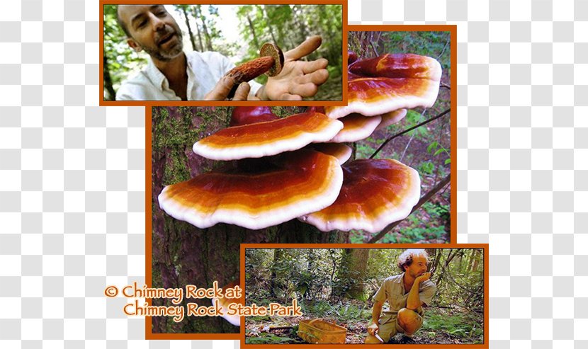 Lingzhi Mushroom Edible Food No Taste Like Home - Sassafras - Wild Mushrooms Transparent PNG