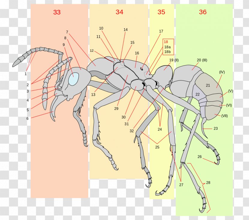 The Ants Insect Anatomy Gaster - Heart - Ant Transparent PNG