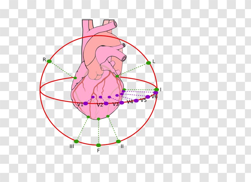 Nose Vertebrate Circle Mouth - Flower Transparent PNG