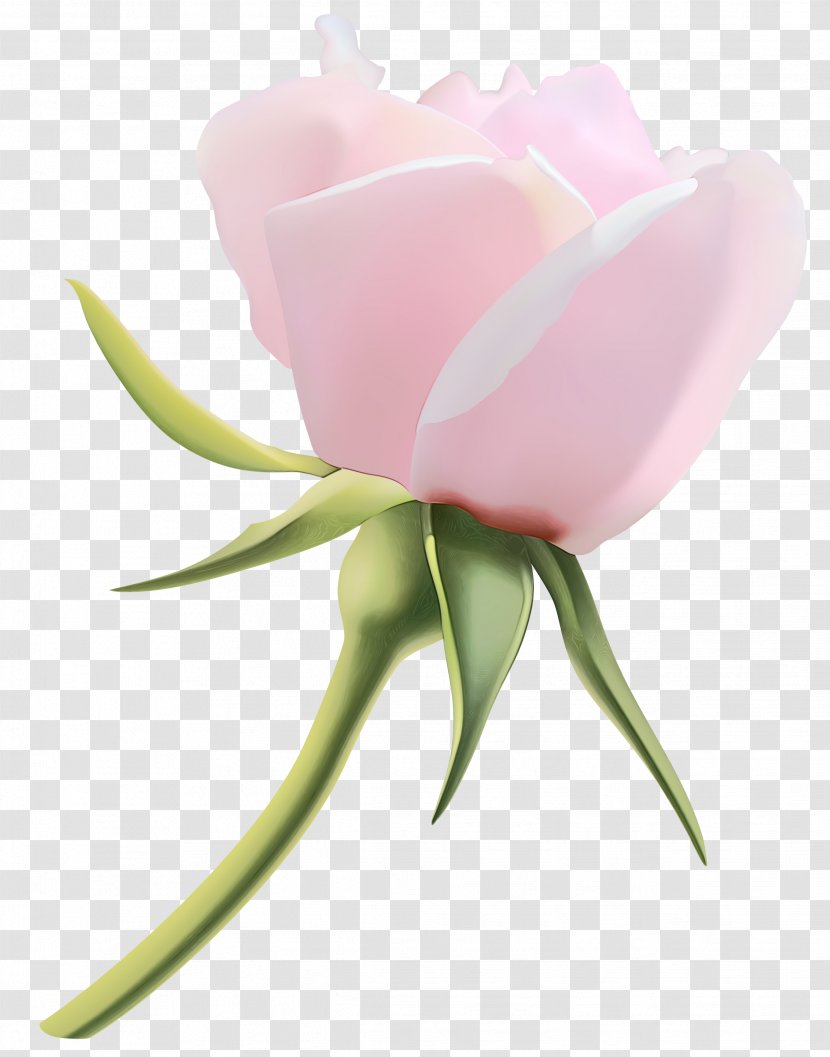 Watercolor Pink Flowers - Plants - Rose Family Tulip Transparent PNG