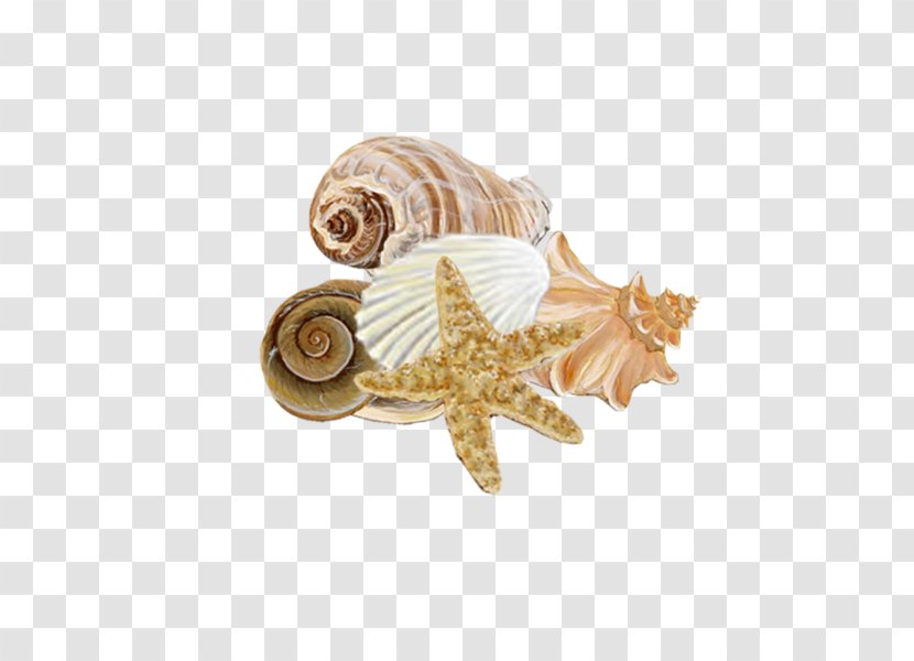 Seashell Mollusc Shell Conchology Seabed - Invertebrate Transparent PNG