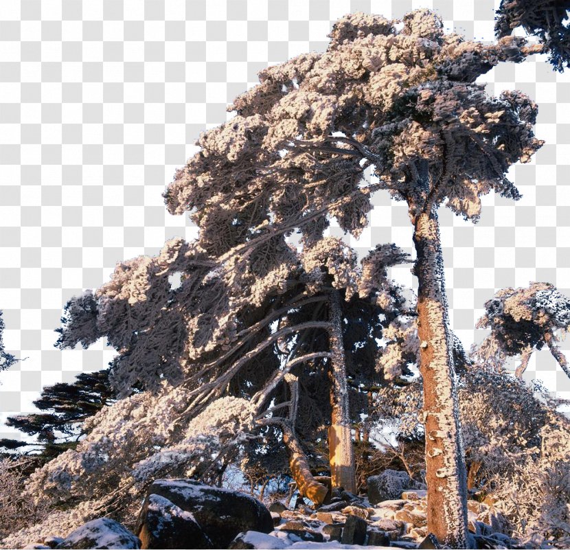 Huangshan City Mount Yao Pinaceae Travel - Pine Family - Welcome Song Snow Transparent PNG
