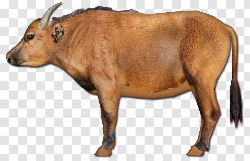 African Family - Animal - Working Ox Transparent PNG