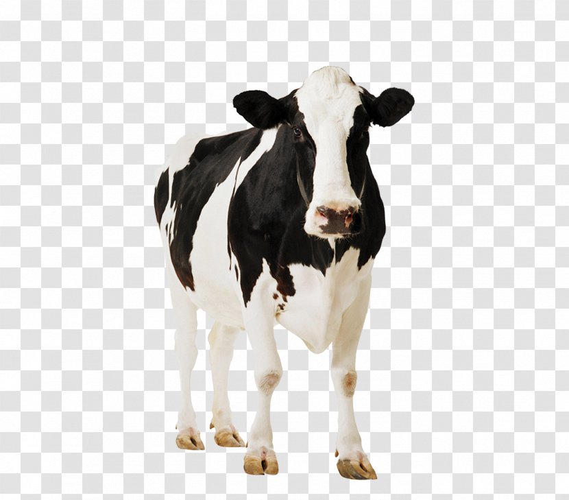 Holstein Friesian Cattle Milk Dairy Farming Livestock - Calf - Clarabelle Cow Transparent PNG