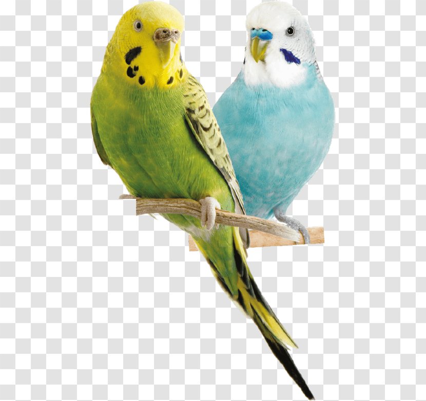 Budgerigar Parrot Bird Cockatiel Parakeet - Organism Transparent PNG