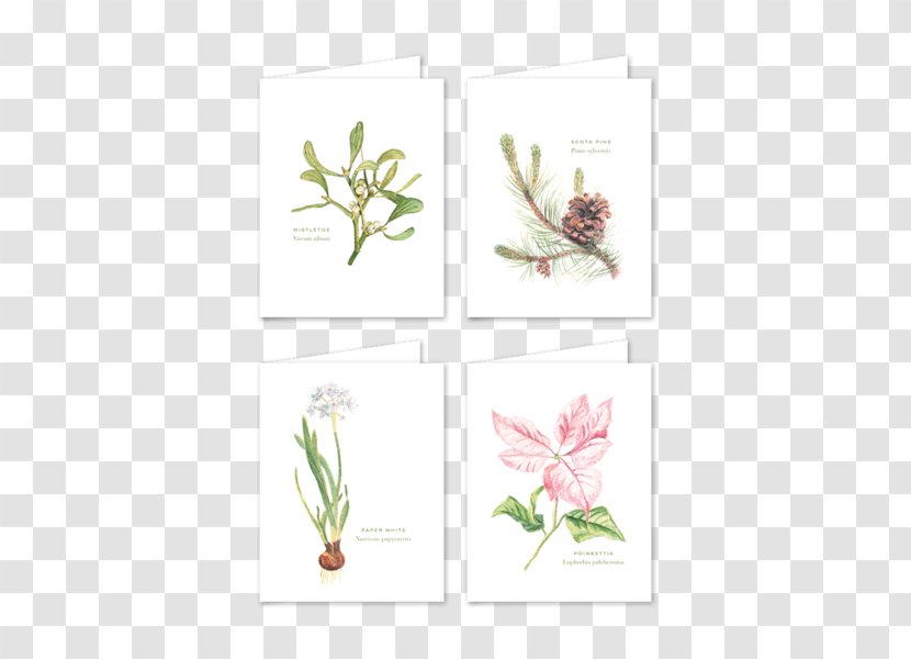 Floral Design Botany Cut Flowers Christmas Plant Stem - FOLDED HANDS Transparent PNG